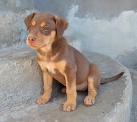 Brunilda